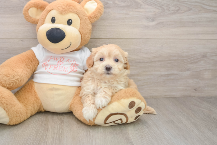 Popular Maltipoo Poodle Mix Pup