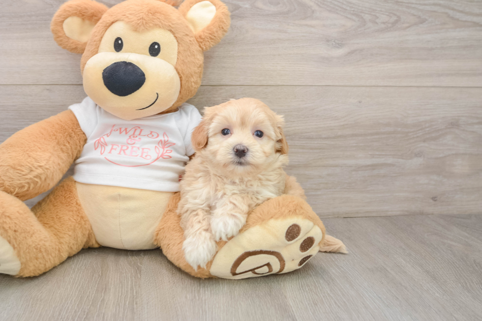 Popular Maltipoo Poodle Mix Pup