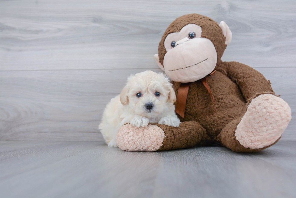 Maltipoo Pup Being Cute