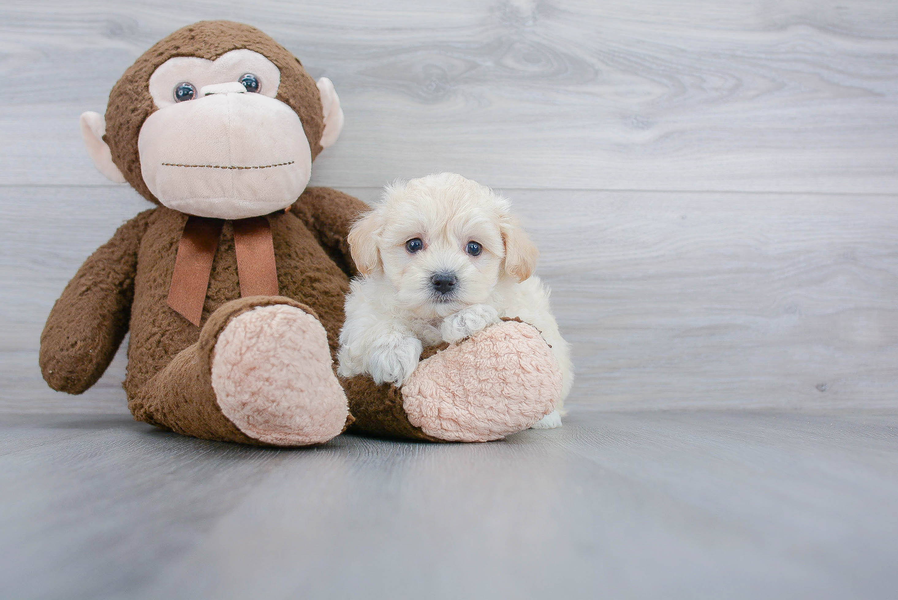 Petite Maltipoo Poodle Mix Pup