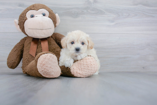 Petite Maltipoo Poodle Mix Pup