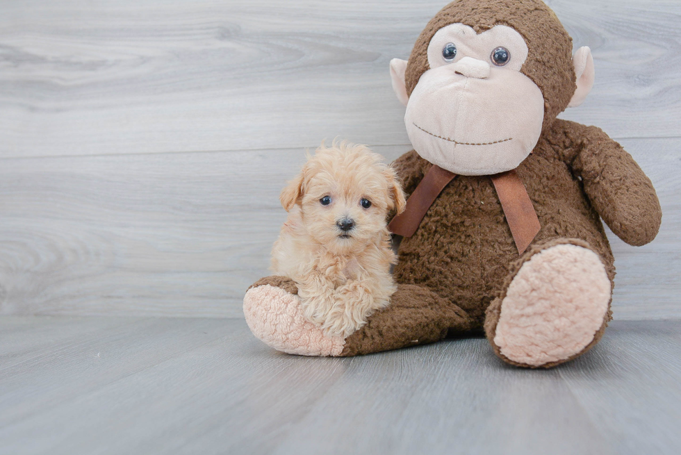 Maltipoo Pup Being Cute