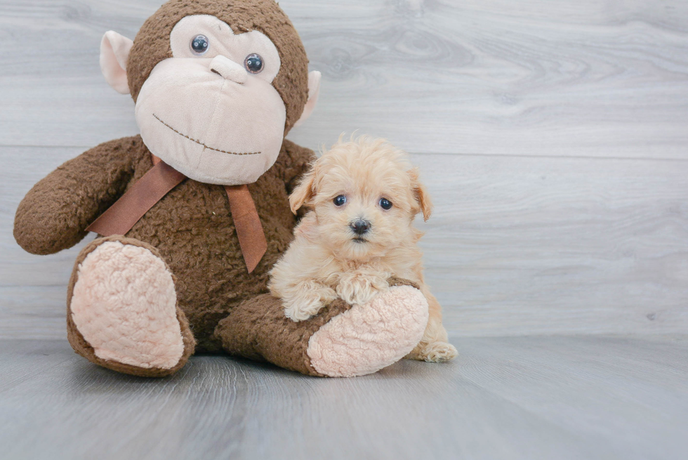 Adorable Maltepoo Poodle Mix Puppy