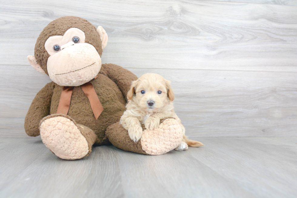 Playful Maltese Poodle Poodle Mix Puppy