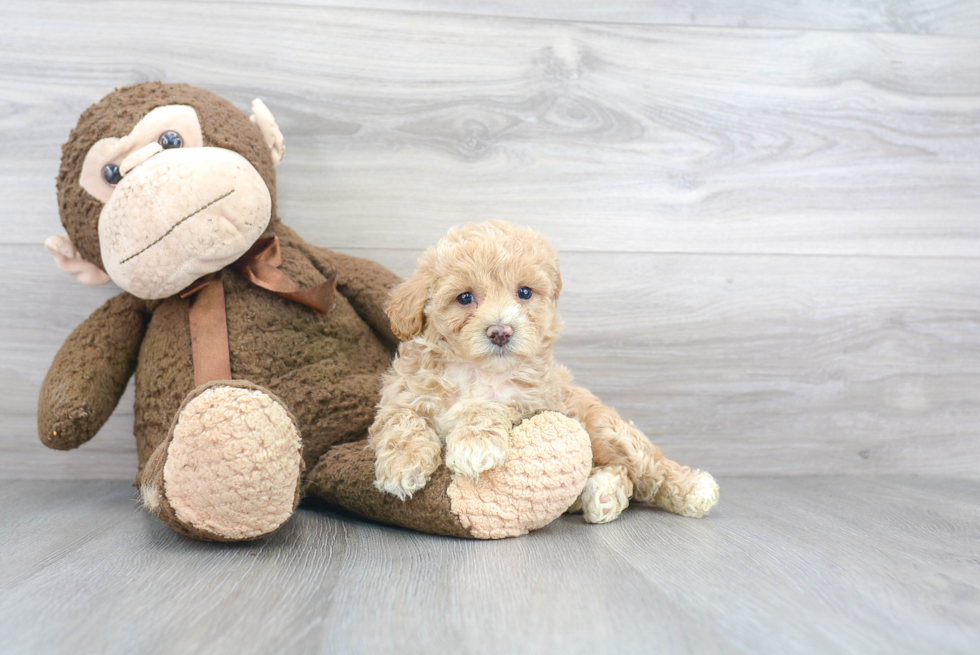 Maltipoo Puppy for Adoption