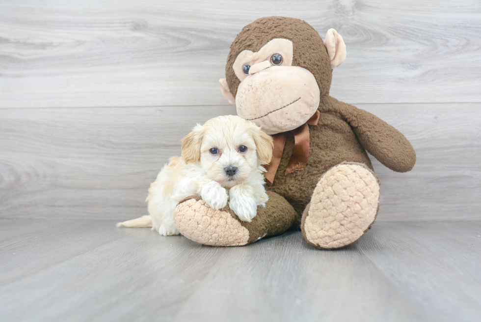 Smart Maltipoo Poodle Mix Pup