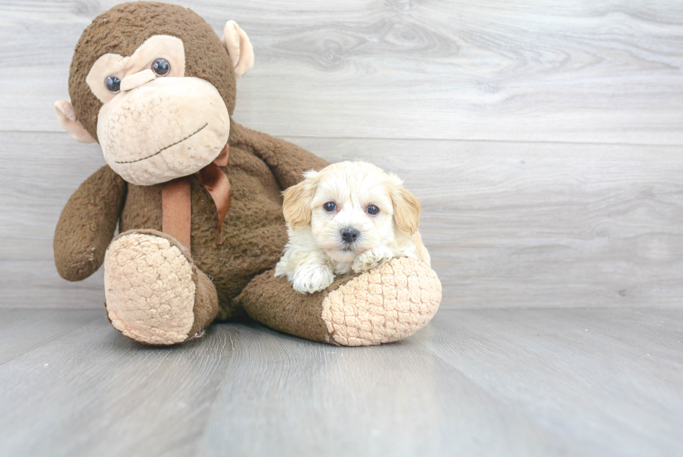 Maltipoo Puppy for Adoption