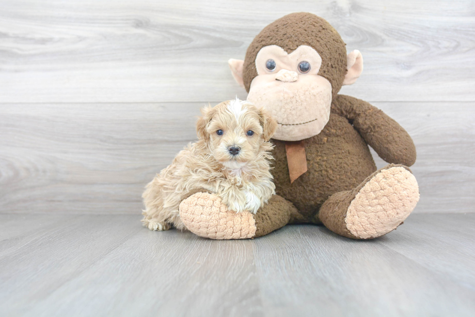 Maltipoo Puppy for Adoption