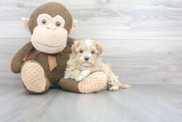 Smart Maltipoo Poodle Mix Pup