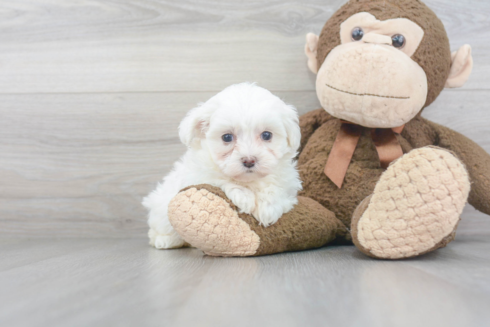 Best Maltipoo Baby