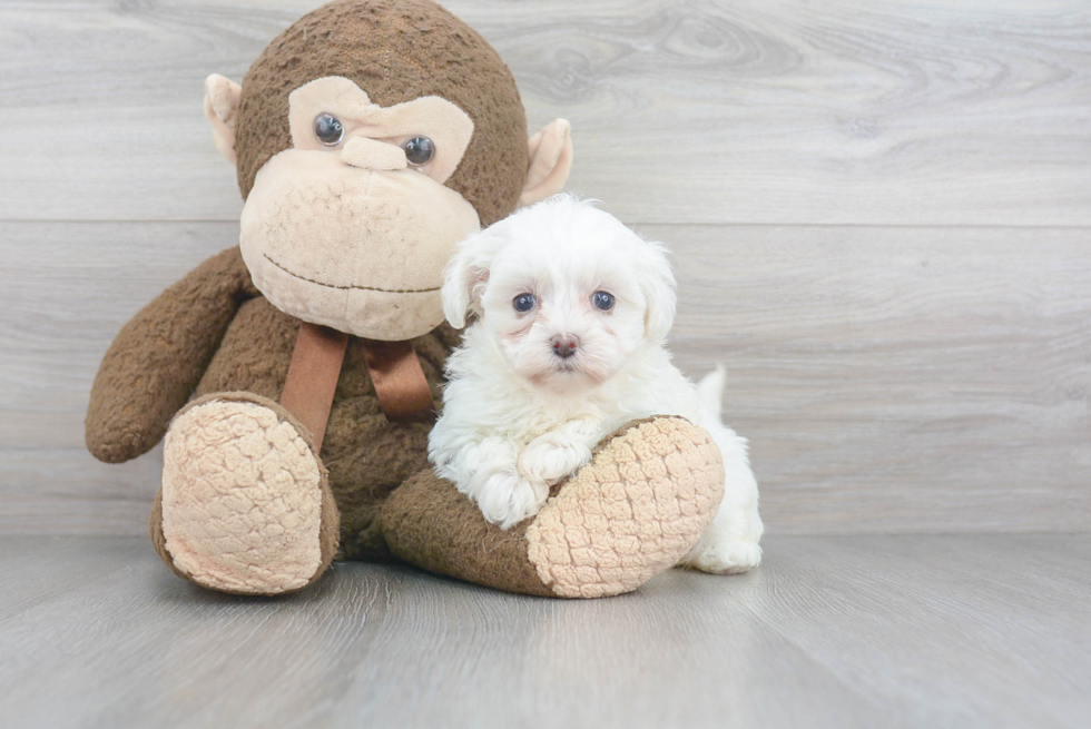 Maltipoo Puppy for Adoption