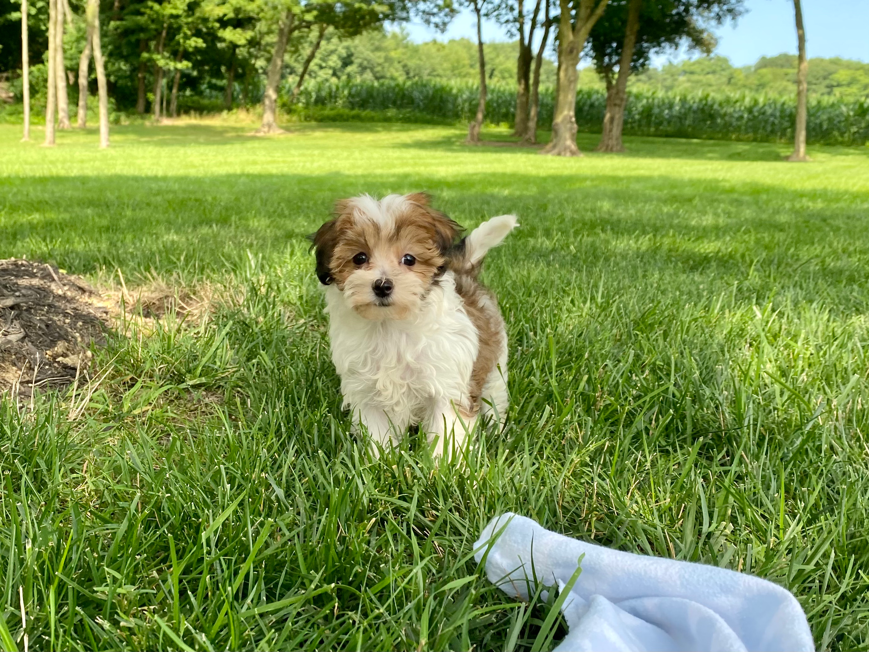 Best Maltipoo Baby