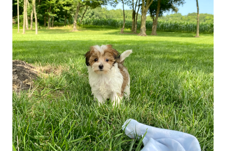 Best Maltipoo Baby