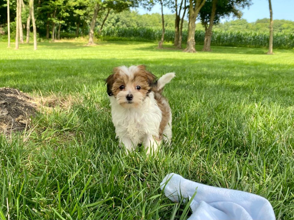 Best Maltipoo Baby