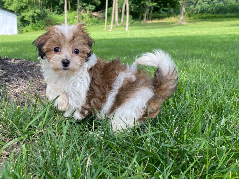 Best Maltipoo Baby