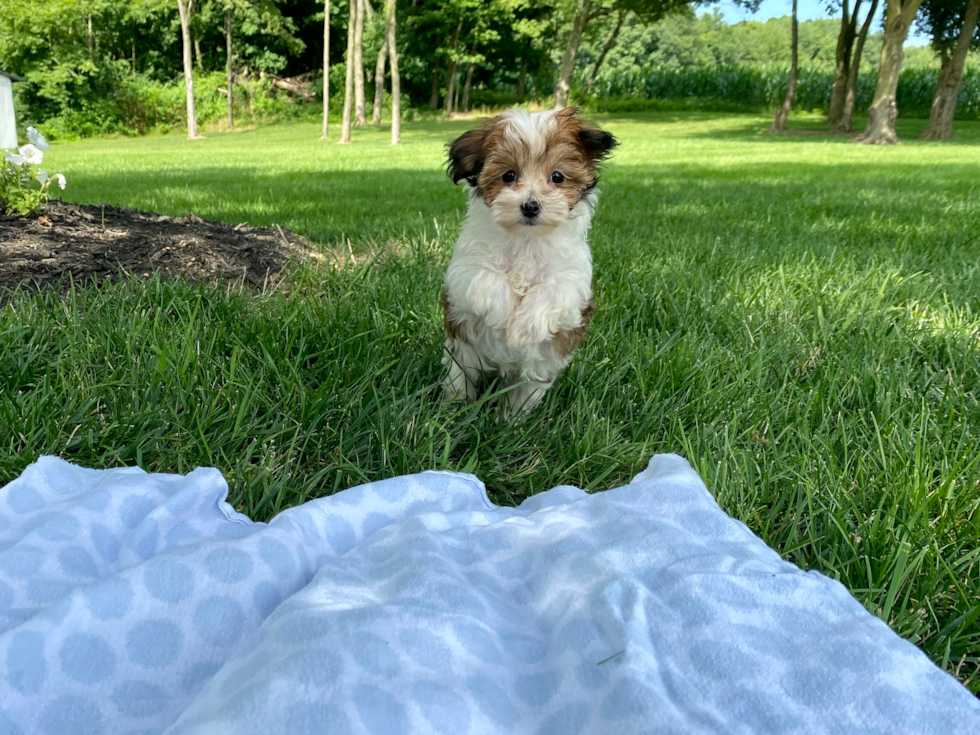 Best Maltipoo Baby