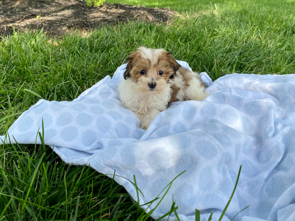 Playful Maltese Poodle Poodle Mix Puppy