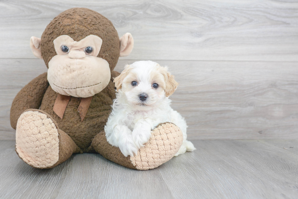 Cute Maltipoo Baby