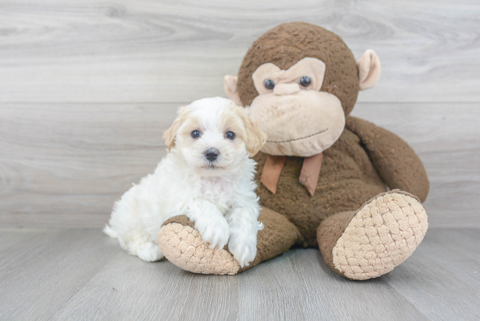 Maltipoo Puppy for Adoption