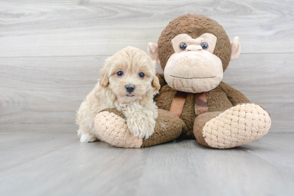 Energetic Maltese Poodle Poodle Mix Puppy