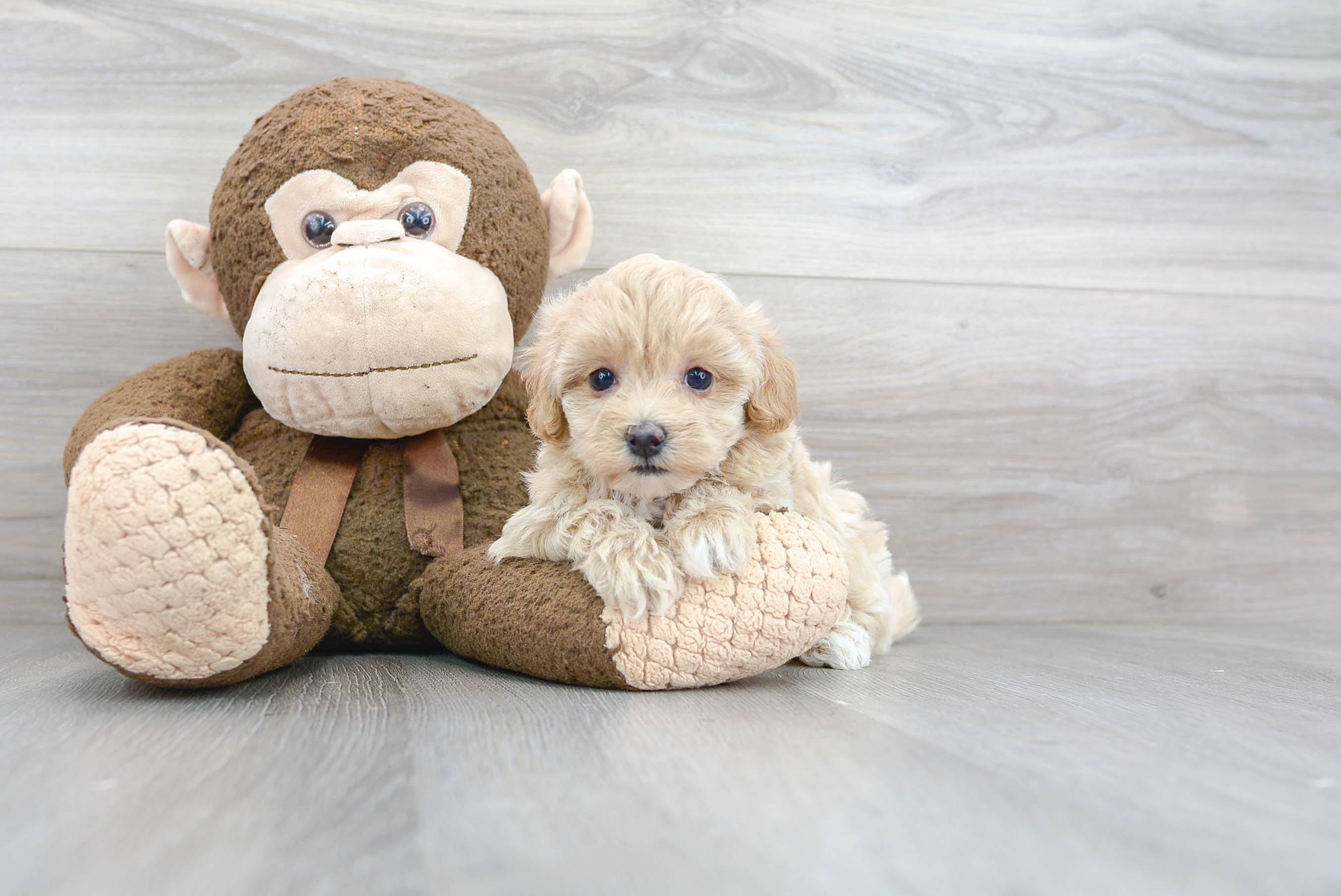 Maltipoo Pup Being Cute