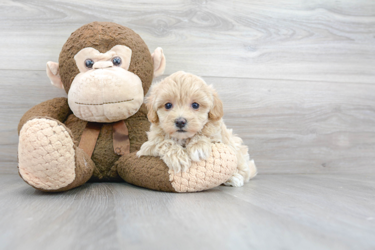 Maltipoo Pup Being Cute