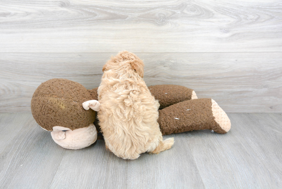 Petite Maltipoo Poodle Mix Pup