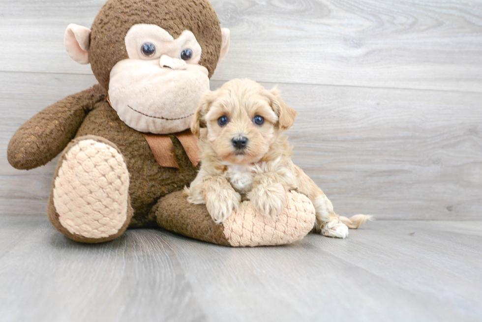 Best Maltipoo Baby