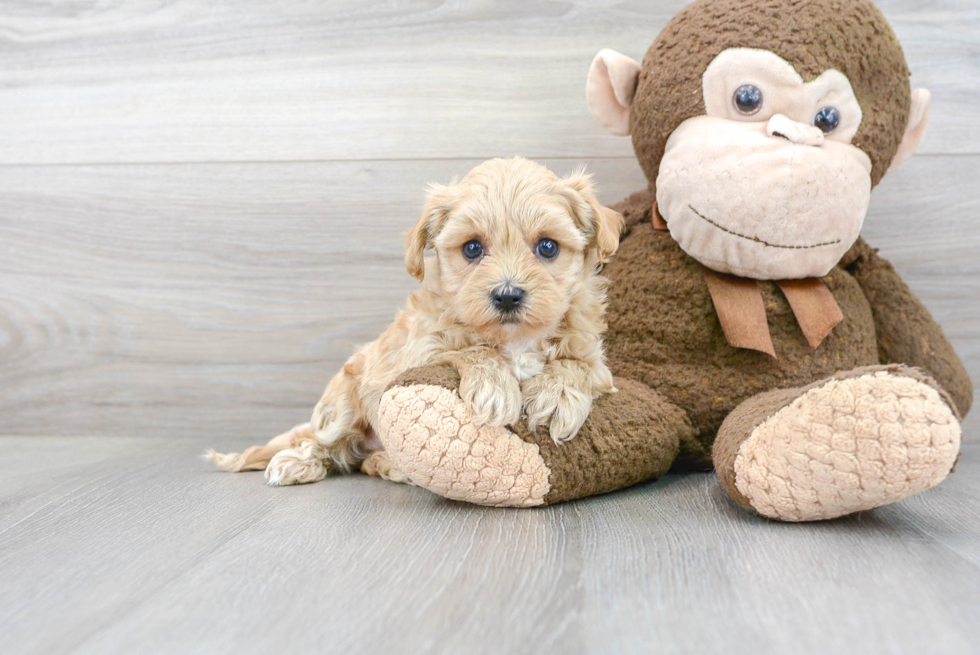 Small Maltipoo Baby