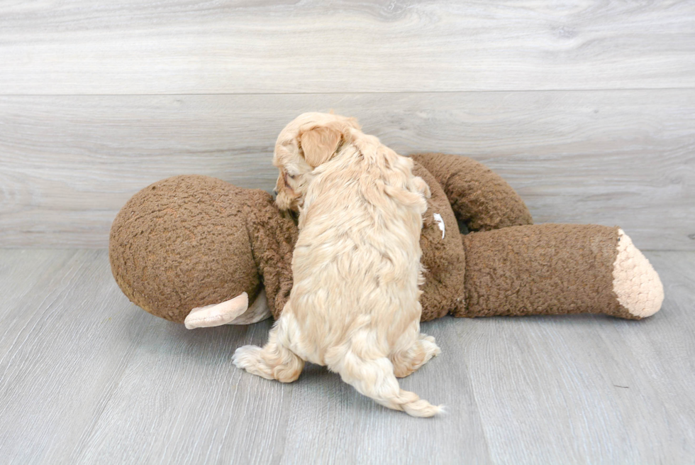 Popular Maltipoo Poodle Mix Pup