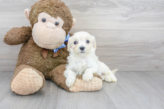 Maltipoo Puppy for Adoption