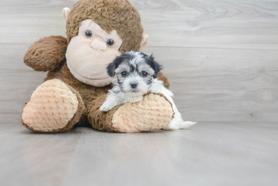 Small Maltipoo Baby