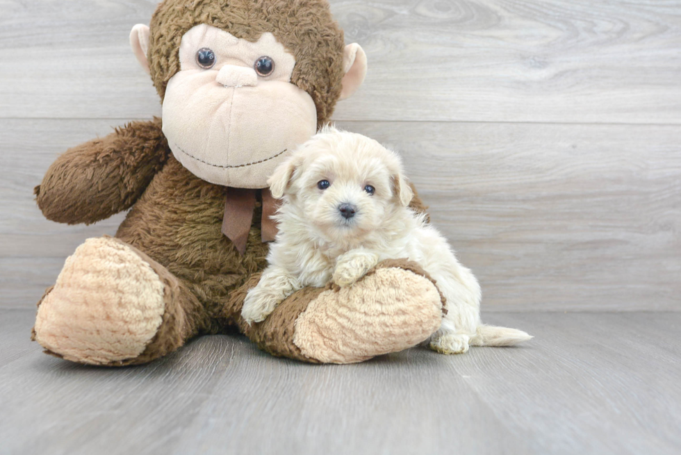 Petite Maltipoo Poodle Mix Pup