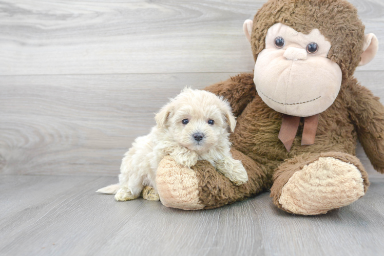 Playful Maltepoo Poodle Mix Puppy