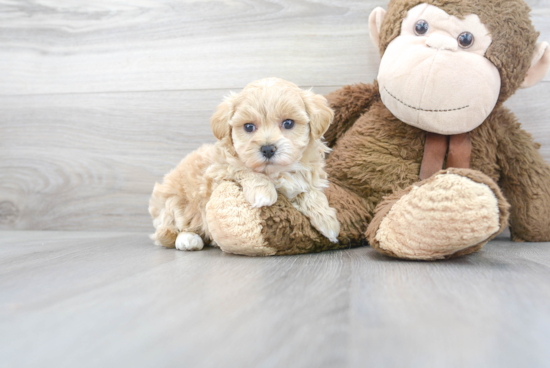 Maltipoo Puppy for Adoption