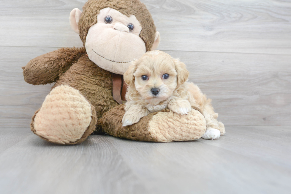 Maltipoo Puppy for Adoption