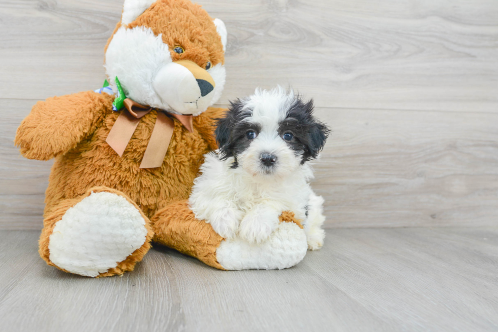 Maltipoo Pup Being Cute