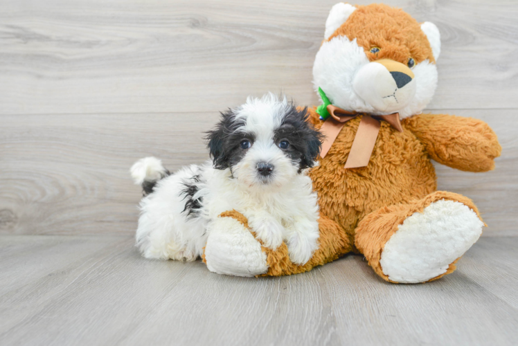 Maltipoo Puppy for Adoption