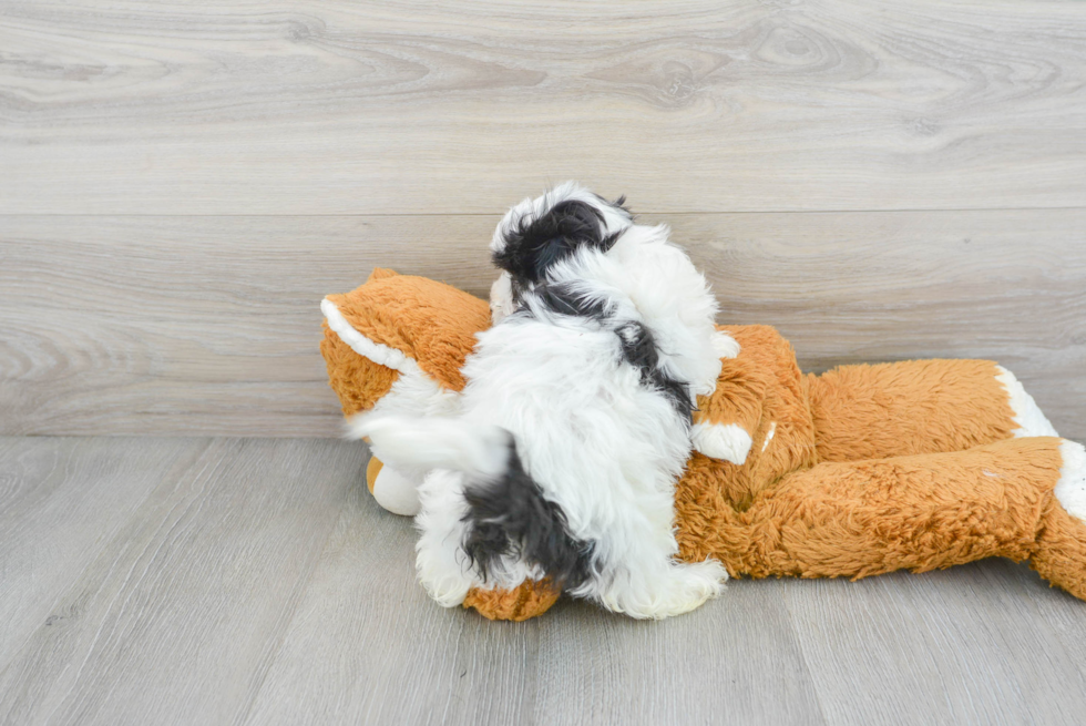 Maltipoo Pup Being Cute