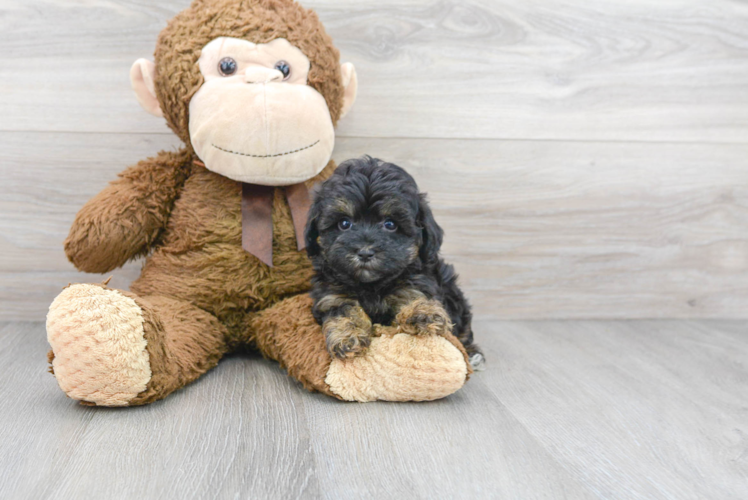 Maltipoo Puppy for Adoption