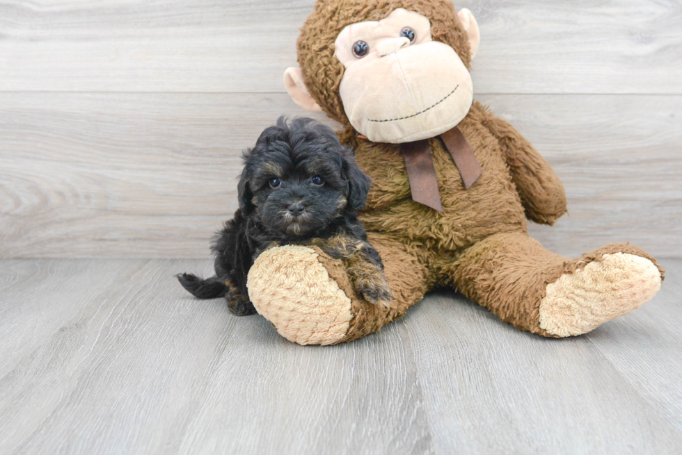 Maltipoo Pup Being Cute