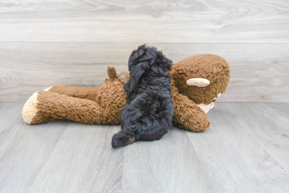 Adorable Maltese Poodle Poodle Mix Puppy