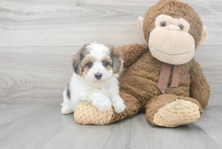 Best Maltipoo Baby