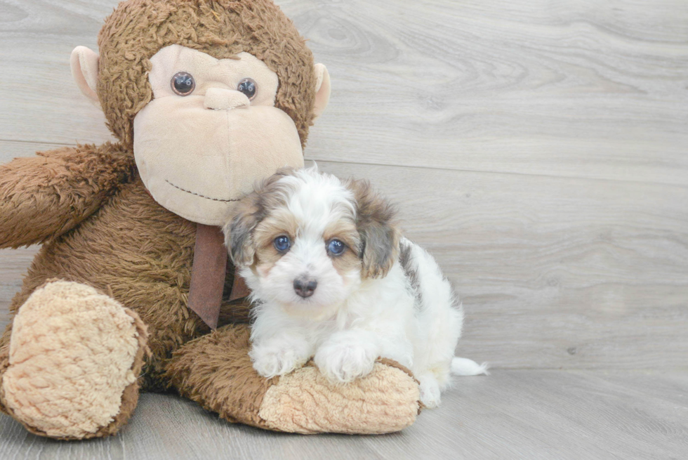 Best Maltipoo Baby