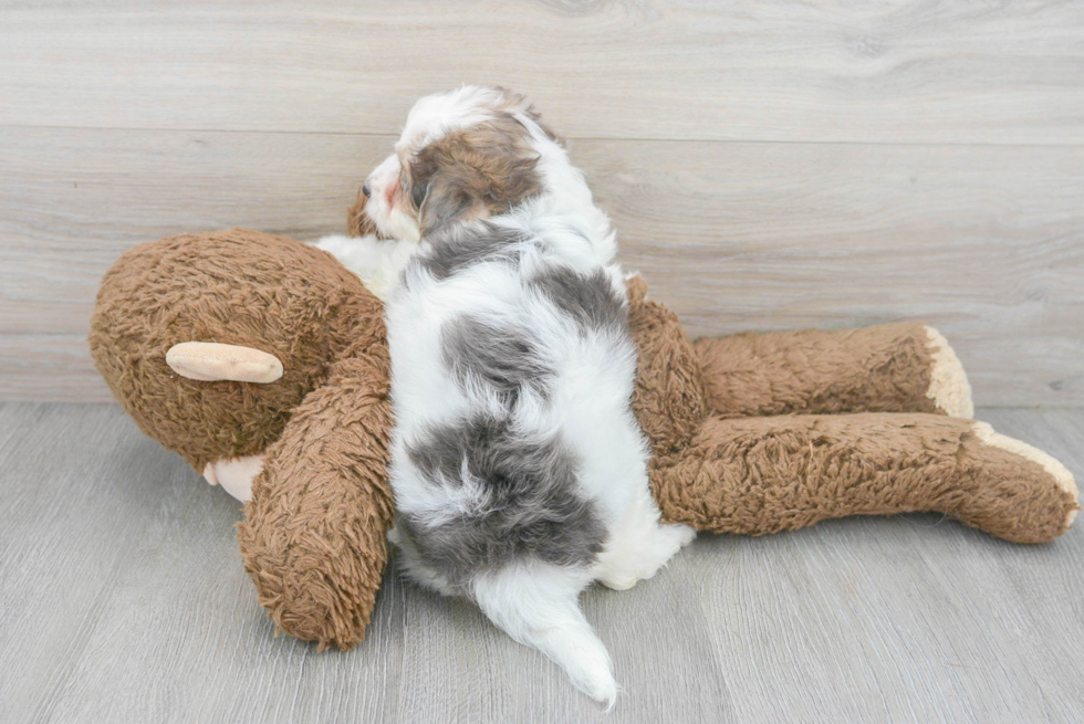 Petite Maltipoo Poodle Mix Pup