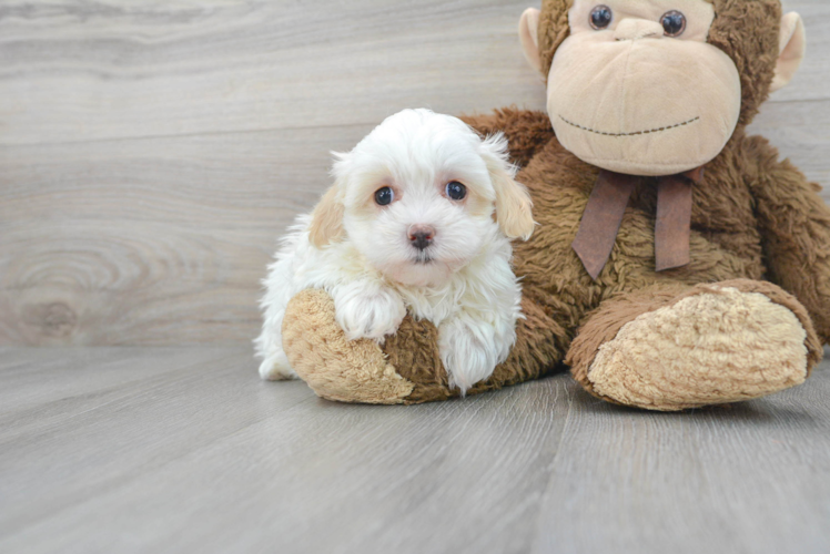 Fluffy Maltipoo Poodle Mix Pup