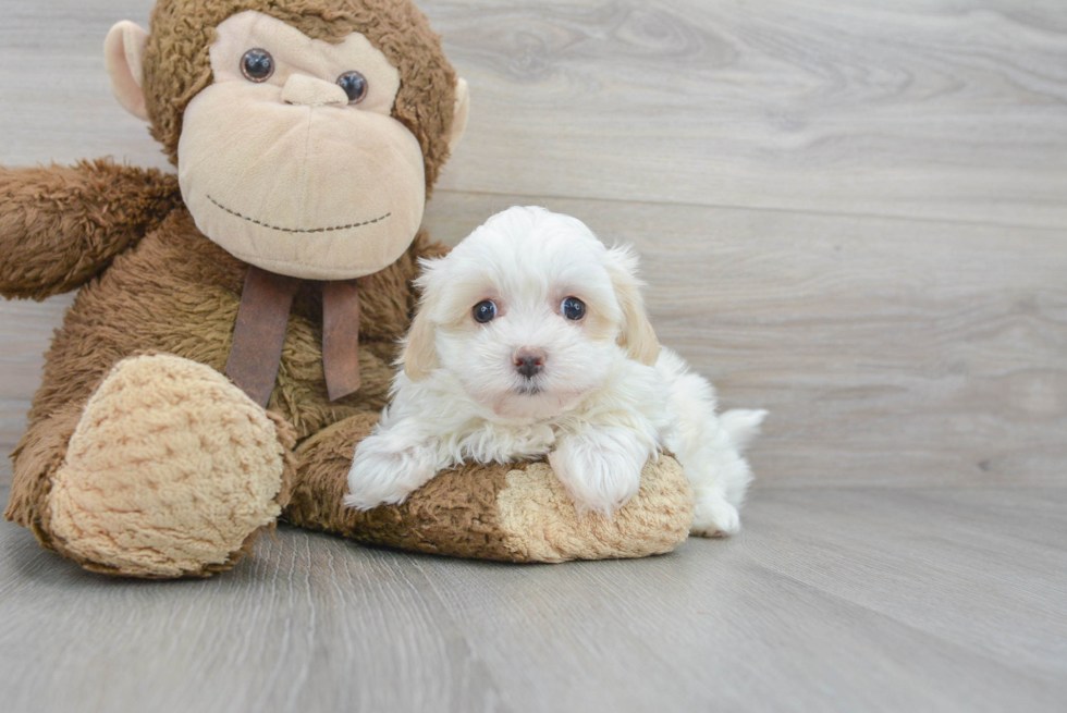 Maltipoo Pup Being Cute