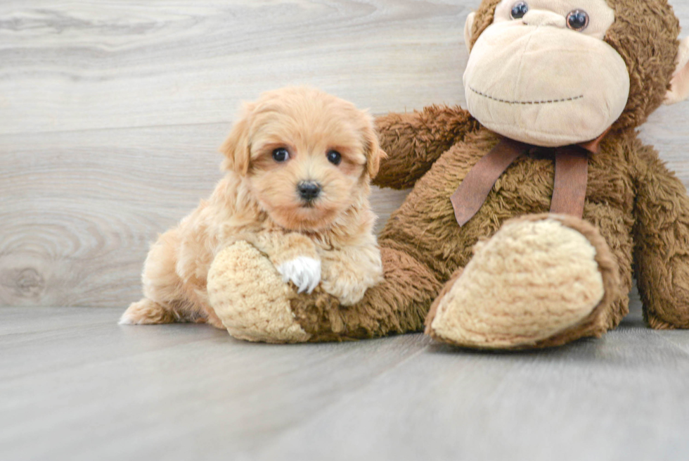 Fluffy Maltipoo Poodle Mix Pup