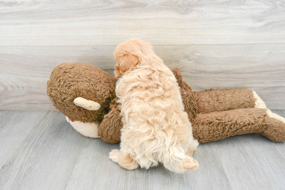 Fluffy Maltipoo Poodle Mix Pup