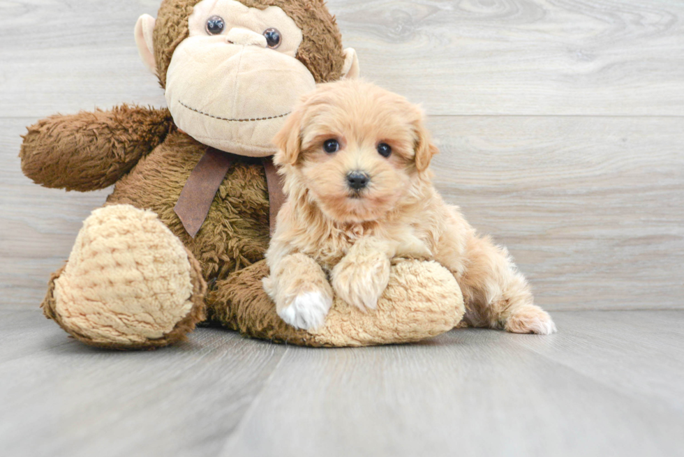 Adorable Maltepoo Poodle Mix Puppy